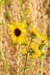 Superbloom of Common Sunflower, Helianthus annuus, in a field in Flagstaff, Arizona.
