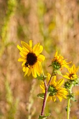 Superbloom of Common Sunflower, Helianthus annuus, in a field in Flagstaff, Arizona.A bee is gathering nectar. 