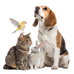 Group of pets domestic animals together on transparent white background featuring dogs, cats, and various small pets isolated on a clear white backdrop perfect for pet lovers and animal enthusiasts