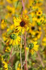 Superbloom of Common Sunflower, Helianthus annuus, in a field in Flagstaff, Arizona.