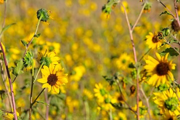 Obraz premium Superbloom of Common Sunflower, Helianthus annuus, in a field in Flagstaff, Arizona.