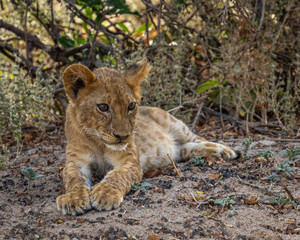Lion cab under the bush in South Luangwa Zambia