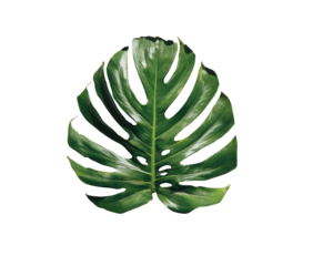 Close-up of a lush, deep green monstera leaf, sharply contrasted against a black background