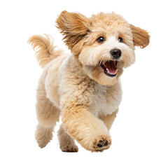 Happy cute dog running and jumping isolated on white background png playful puppy action png joyful doggie leap png energetic canine motion png transparent backdrop image