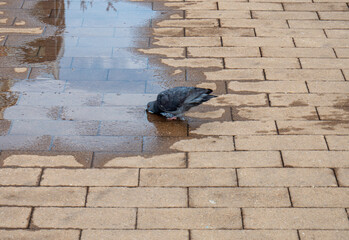 pigeon drinking water from a puddle on a city sidewalk