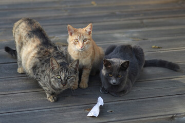 A cat with a chaotic pattern, a yellow tabby cat, and a black cat are sitting together on the...
