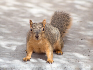 squirrel on the pavement looking at camera