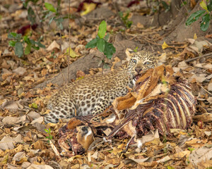 Leopard cub eating animal carcass in South Luangwa Zambia