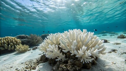 Bleached coral reef on a sandy ocean floor with fish