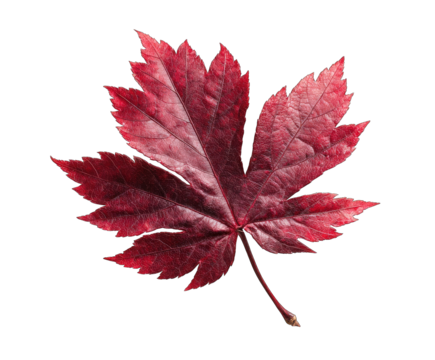 Close-up of a vibrant crimson maple leaf