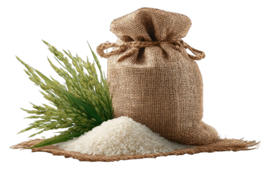 Burlap rice sack with grains and stalks