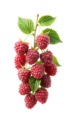 Delicious looking fresh raspberries still on the branch with green leaves