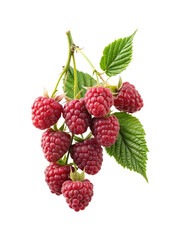 Close up of fresh red raspberries on a branch, isolated on white