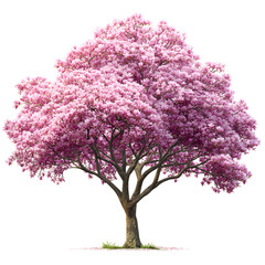 Fototapeta premium Spectacular Pink Trumpet Tree Blossoming with Delicate Flowers on Black Background