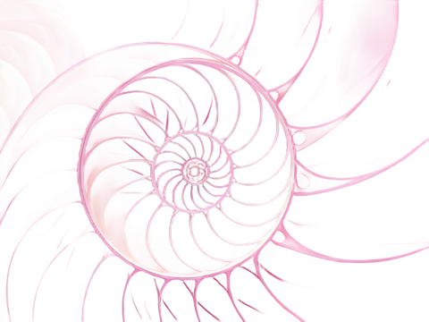 Close up of a nautilus shell spiral pattern with pink highlights on black background