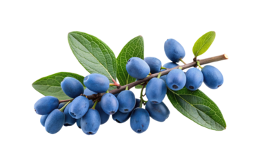 A vibrant cluster of honeysuckle berries on a branch, against a white backdrop