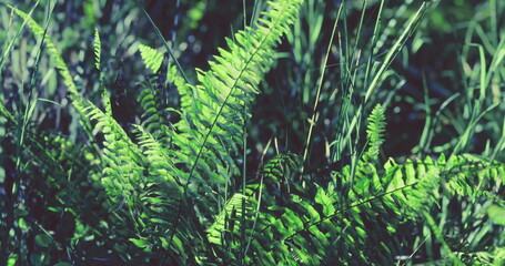 Vibrant ferns flourish among tall grasses, soaking in gentle sunlight filtering through tree leaves, creating a tranquil atmosphere in this peaceful woodland habitat.