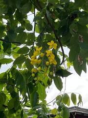 yellow flowers on a tree
