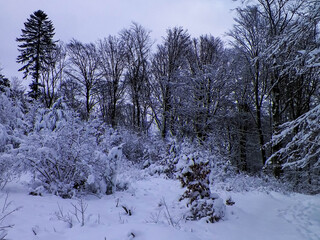 Winter in forest. Snow on trees.