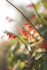 The firecracker vines(Mina lobata) are in full bloom.