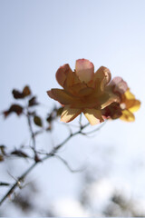 On a clear day, the yellow flower bloomed in full bloom.