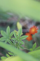 It has small, light green leaves.