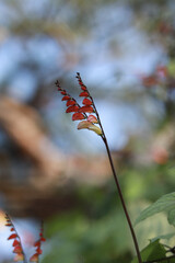 The firecracker vines(Mina lobata) are in full bloom.