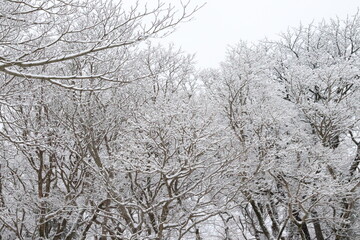 jeju hallasan winter
