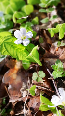 Little flowers and clover plants in forest.