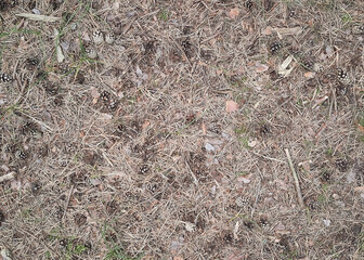 Forest litter as nature background.
