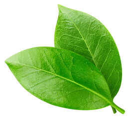 Green leaf isolated on white background