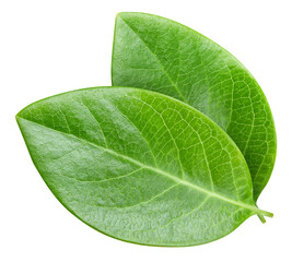 Nut leaf isolated on a white background