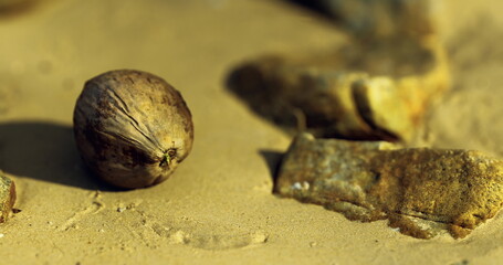 A round, textured object lies on a sandy surface surrounded by fragments of stone. The composition showcases earthy tones and minute details, creating a serene atmosphere in nature.