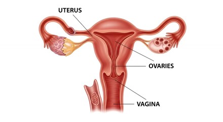 Detailed Female Reproductive System Diagram Showing Uterus Ovaries and Vagina in Medical Illustration