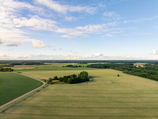 Fototapeta premium Aerial view of Estonian countryside with vast golden fields, green forest edges, and winding rural road under blue sky with soft white clouds. Scenic Baltic farmland landscape in summer daylight