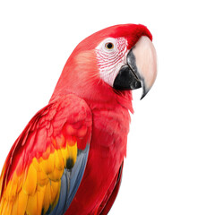 Fototapeta premium Vibrant Close-Up of Red and Yellow Parrot with Detailed Feathers on Black Background