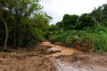 Flooded Stream with Mud and Debris in Forest After Heavy Rain