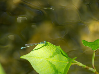 水辺の葉に止まるセスジイトトンボ
