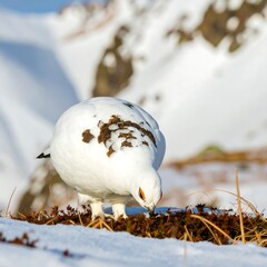 White bird foraging in snowy habitat