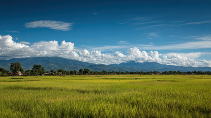 Fototapeta premium Lush green rice fields stretch across landscape under bright blue sky filled with fluffy white clouds. distant mountains create stunning backdrop, enhancing serene beauty of nature