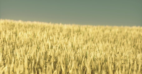 Golden wheat fields wave gently in the breeze under a clear blue sky at sunset, creating a serene and tranquil atmosphere in the countryside.