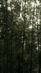 Fototapeta premium Sunlight filters through dense bamboo forest, illuminating foliage and creating patterns on the ground, vertical