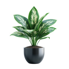 Dieffenbachia plant with vibrant green and white leaves in a sleek black pot against a perfect for interior decor mockups on transparent background