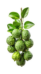 Obraz premium Bunch of Kaffir limes on a stem with green leaves on white