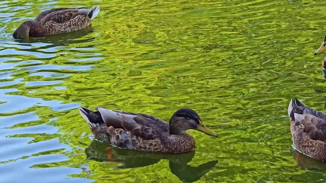 Close-up shot of ducks swimming gracefully on a pond, with water reflecting the surrounding greenery.