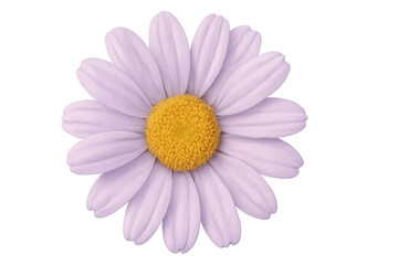 Purple daisy flower blooming against a transparent background, offering a vibrant touch for various design projects and floral themes