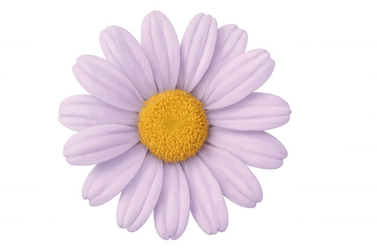 Fototapeta Purple daisy flower blooming against a transparent background, offering a vibrant touch for various design projects and floral themes