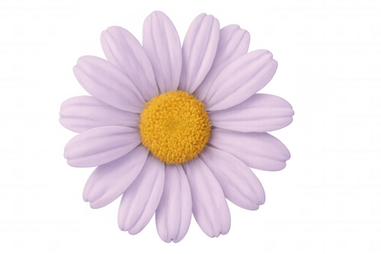Purple daisy flower blooming against a transparent background, offering a vibrant touch for various design projects and floral themes