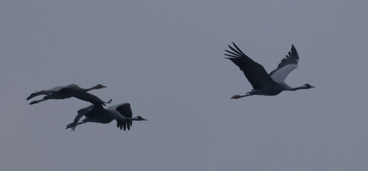 flock of birds