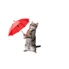 A cat is holding an umbrella in the dark - Transparent Background
